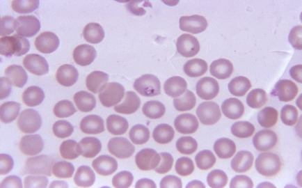 life sciences