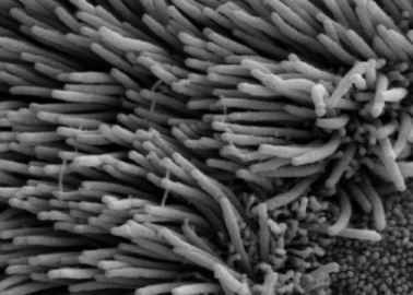 cilia.jpg conference