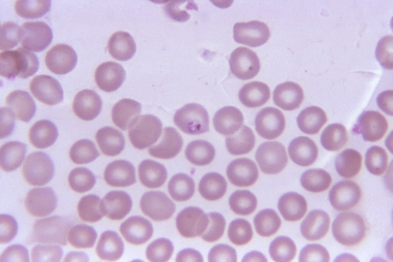 life sciences