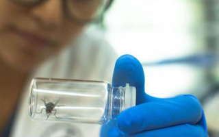 New publication highlights urgency of parasitic wasp release to save Darwin's finches New publication highlights urgency of parasitic wasp release to save Darwin's finches