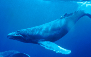 Baleen Whale Vocalization Mechanisms Revealed: Former IIAS Fellow W. Tecumseh Fitch Co-authors Groundbreaking Study in Nature