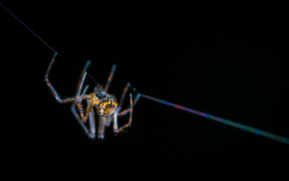 New Research Reveals Brown Widow Spiders in Israel Carry Unique Bacteria