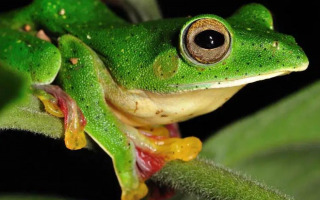 Former IIAS Fellow Explores Frog Iris Patterns and Behaviour