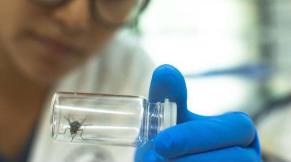 New publication highlights urgency of parasitic wasp release to save Darwin's finches