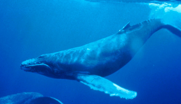 Baleen Whale Vocalization Mechanisms Revealed: Former IIAS Fellow W. Tecumseh Fitch Co-authors Groundbreaking Study in Nature