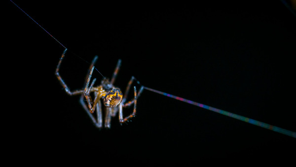New Research Reveals Brown Widow Spiders in Israel Carry Unique Bacteria