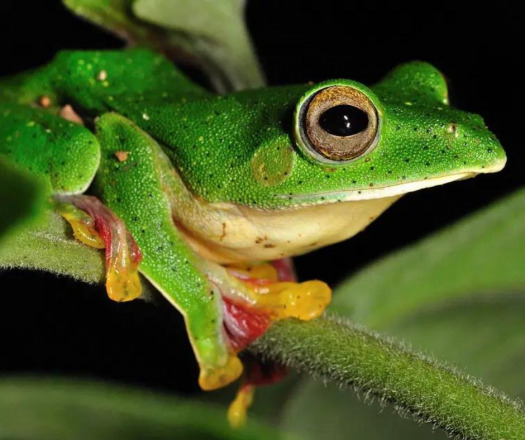 Former IIAS Fellow Explores Frog Iris Patterns and Behaviour
